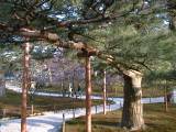Kenrokuen4.jpg