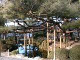 Kenrokuen6.jpg