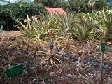 Pineapple2.jpg